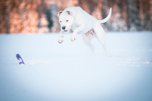 beautiful young Dogo Argentino dog in winter time, playingl in snow