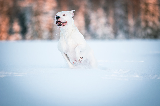 white Dogo Argentino dog running in a snowy park
