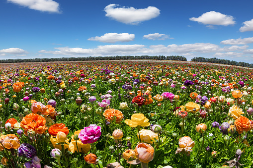 Large garden buttercups /ranunculus/ of bright colors are planted in wide stripes. Bright and hot spring day. Magnificent kibbutz field. Spring in the south of Israel.