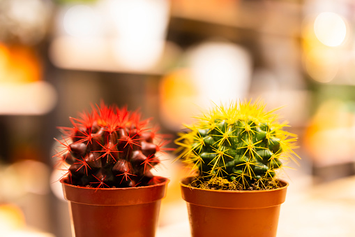 Plants of small cactus in floristeria, nature and decoration