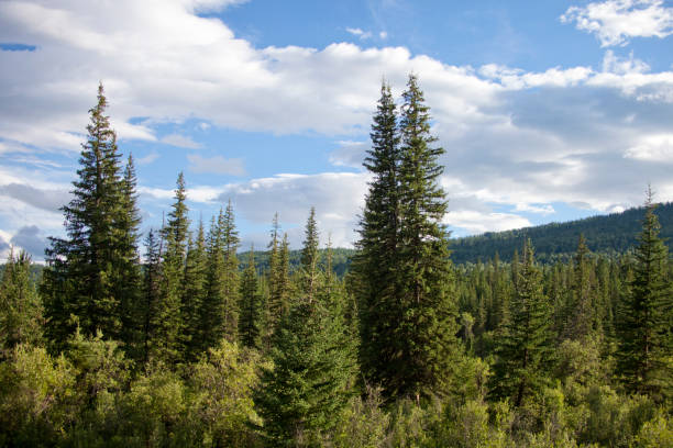 istock Coniferous forest in Altai mountains, Russia 1475459538