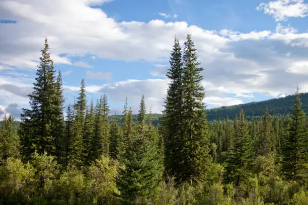 Coniferous trees forest in Altai mountains, Russia. Summer landscape