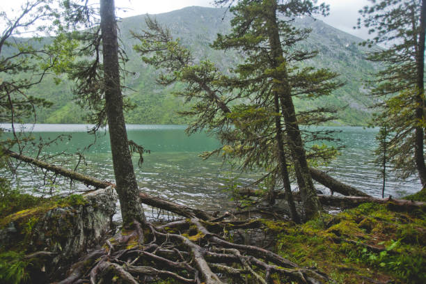 istock Multinskoe lake summer nature, Altai mountains 1475459561