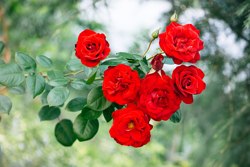 Red roses blooming in country garden