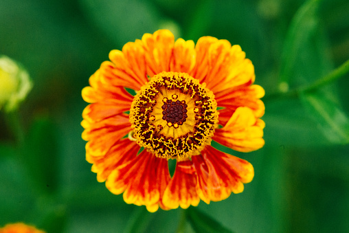 The rich red of a helenium flower