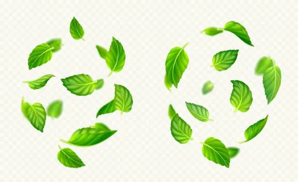 Vector illustration of Green mint leaves falling and flying in air