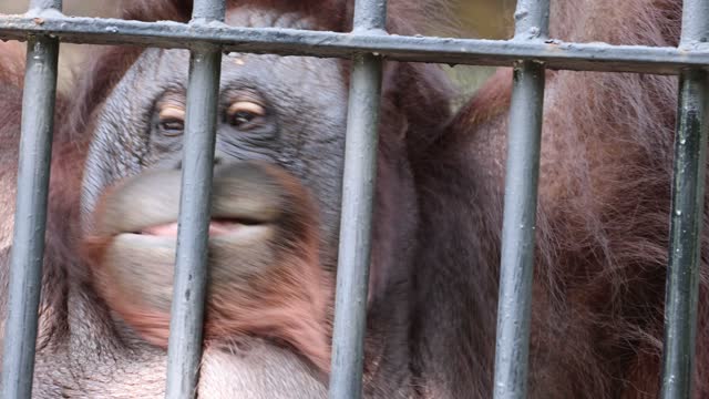 Close up of orangutan behind bars in a cage at zoo