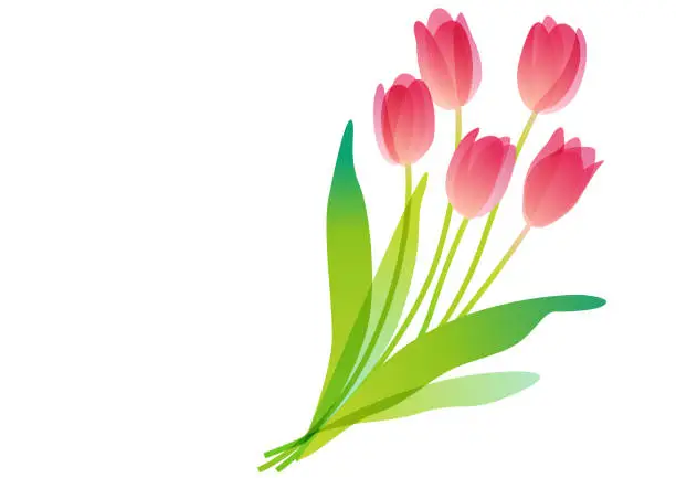 Vector illustration of Spring-colored, transparent tulip bouquet