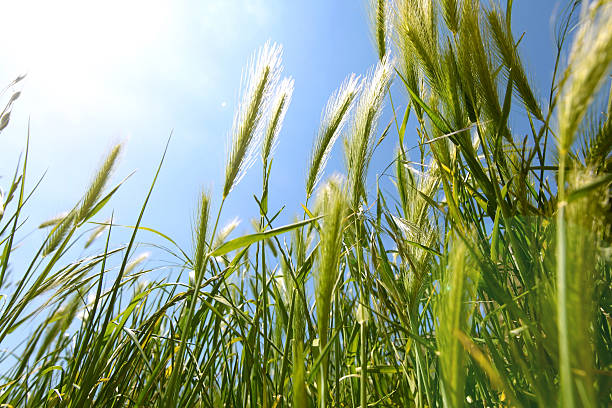 istock Grass of growing barley 147546804