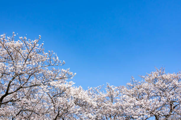 istock Cherry blossoms against the clear blue sky 1475468329