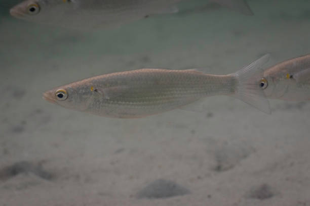 istock Sand Mullet (Myxus elongatus), Narooma, NSW, January 2023 1475470800