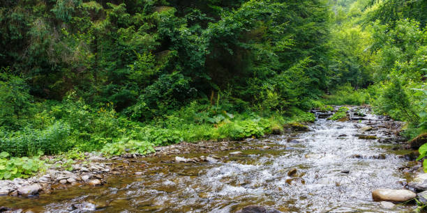 istock countryside scenery with water stream in the forest 1475472289