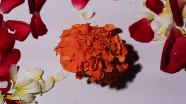 Single Marigold flower with fallen leaves table top spin view.