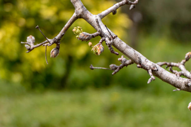 istock Delicate pink buds of a flowering pear tree close-up. 1475475547