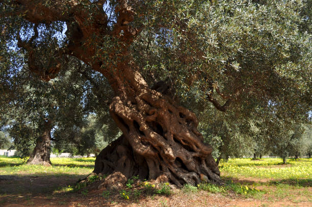 istock Centenarian Olive Tree in Salento Countryside During Spring, Southern Italy 1475475595