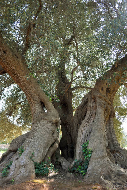 большой ствол столетнего оливков�ого дерева в саленто, южная италия, весной - ancient past arch natural arch стоковые фото и изображения