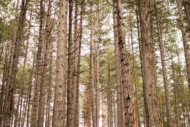 Landscape view of pine forest in morning natural sunlight. Minimal nature concept.
