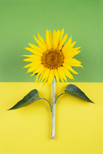 Single Sunflower on colorful background