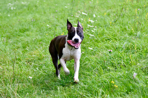 istock American staffordshire terrier 1475477440