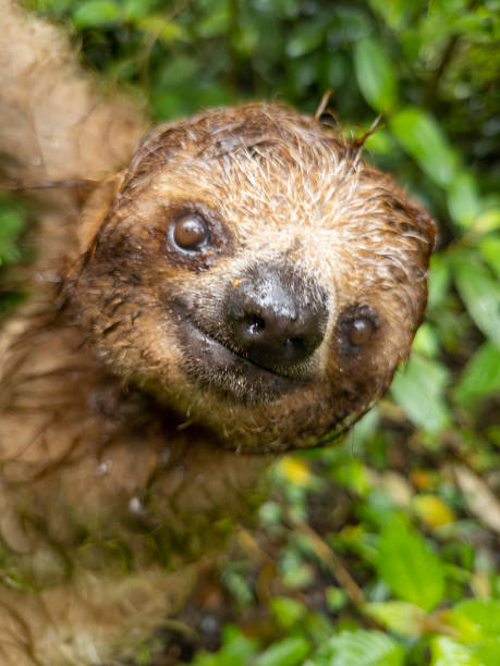 istock Three toed sloth in a Costa Rican cloud forest 1475478238