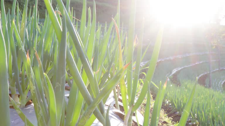 Farmland Leek (allium fistulosum) planted in the ground on a sunny morning