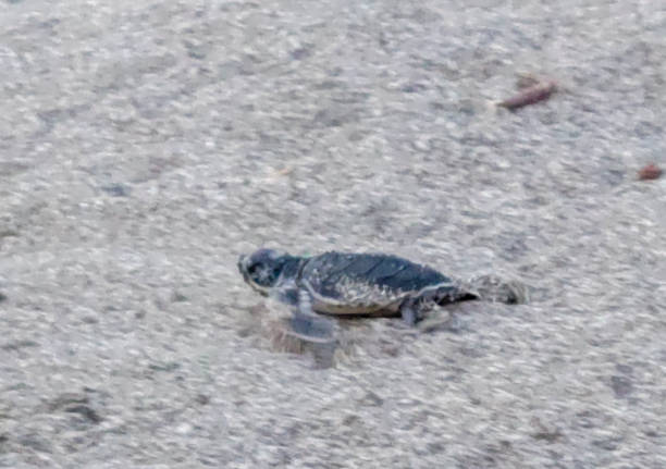 istock Turtle release on Playa Matapalo, Guanacaste, Costa Rica. 1475478473
