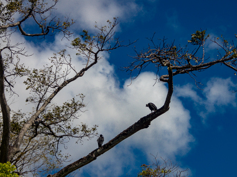 Black Vultures in a tree on a beach at Costa Rica.