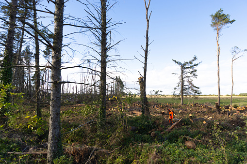 Full wide shot of a male farmer walking through a woodland damaged from storm Arwen in 2021. The farmer is clearing up the trees that have been blown down. It's a bright sunny day with a blue sky.