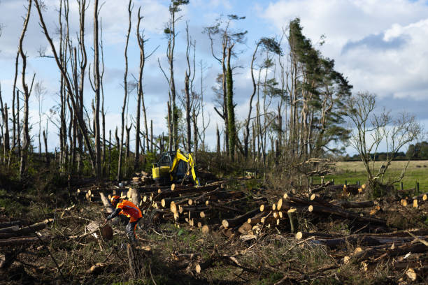 istock Clearing Up After a Storm in Northumberland 1475478622