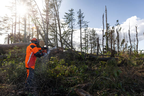 istock Sawing Down Trees Have Been Knocked Over 1475478627