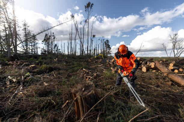 istock Sawing Up Trees That Have Been Knocked Over 1475478635