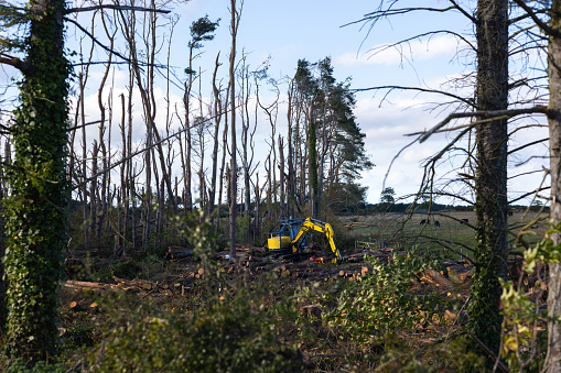 A wide shot of heavy construction equipment in a woodland. The excavator is being utilised to clear up after Storm Arwen that occurred in 2021 United Kingdom.
