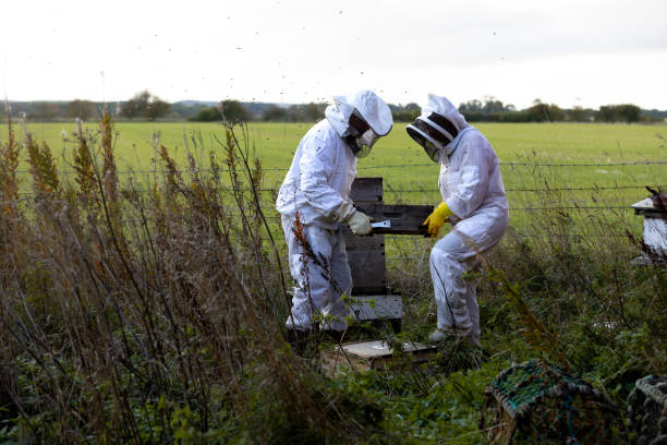 istock Farmer Husband Wife Holding Bee Hive Tray 1475478714