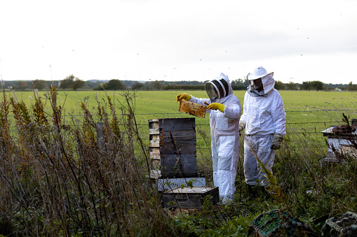 A full shot portrait of a senior male and female farmer wearing protective workwear examining a bee hive rack full of bees and honey. It is a bright summer's day.