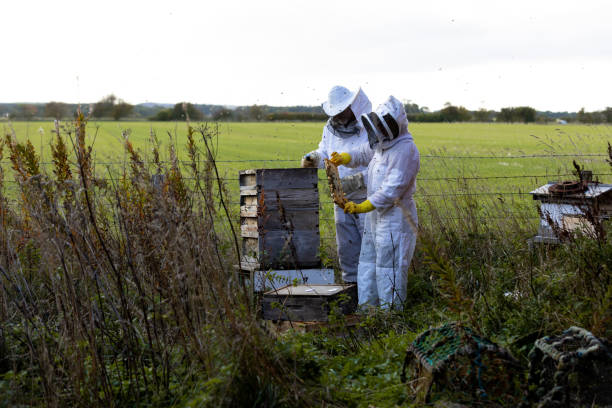 istock Checking on Bees and Honey Production 1475478733