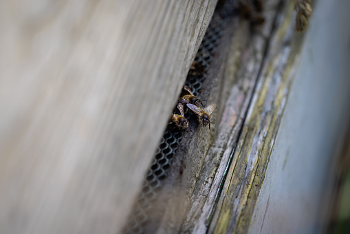 A close-up of a group of honey bees coming out of their hive. The hive is weathered and made of wood.