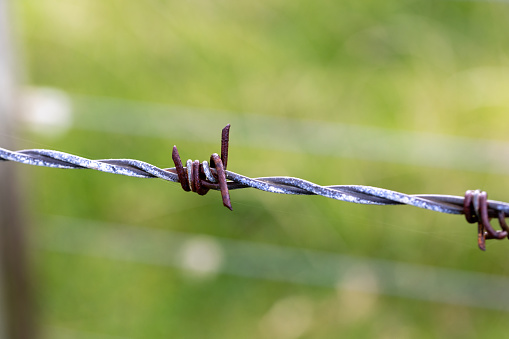 Barbed wire on the rice field background