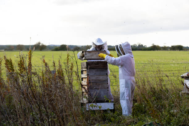 istock Farmer and Wife Checking on the Bees 1475478840