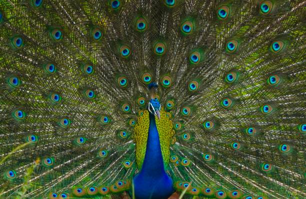 istock A peafowl in his mating season 1475480707