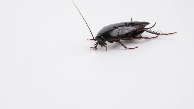 4K Slow Motion Video of Cockroaches.