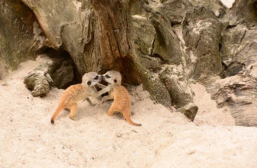 Meerkat standing on back legs on lookout. Suricata suricatta