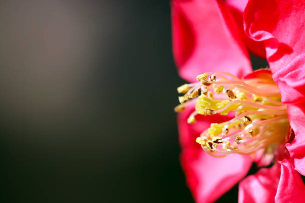 冬の日差しの下で鮮やかなピンク色の赤いマルメロ(ボケ)の花の枝。マクロ撮影の接写。 - winter close up nature macro ストックフォトと画像