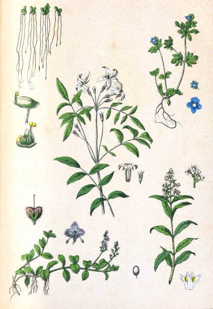istock Organic plant collection. retro style plants. hand drawn vintage botanical illustration.  Botanical hand drawn illustrations.  natural wallpaper. wild plants collection. 1475484264