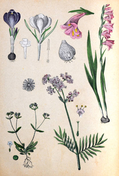 istock Plants and flowers pattern. Organic plant collection. retro style plants. hand drawn vintage botanical illustration.  Botanical hand drawn illustrations. European plants. natural wallpaper. wild plants collection. valeriana officinalis, crocus vernus. 1475484267