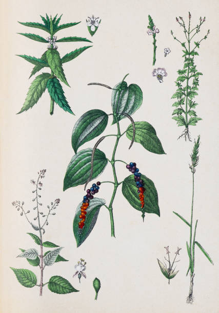 istock Organic plant collection. retro style plants. hand drawn vintage botanical illustration.  Botanical hand drawn illustrations.  natural wallpaper. wild plants collection. natural wallpaper. piper nigrum, verbena officinalis, circhea lutetiana. 1475484301