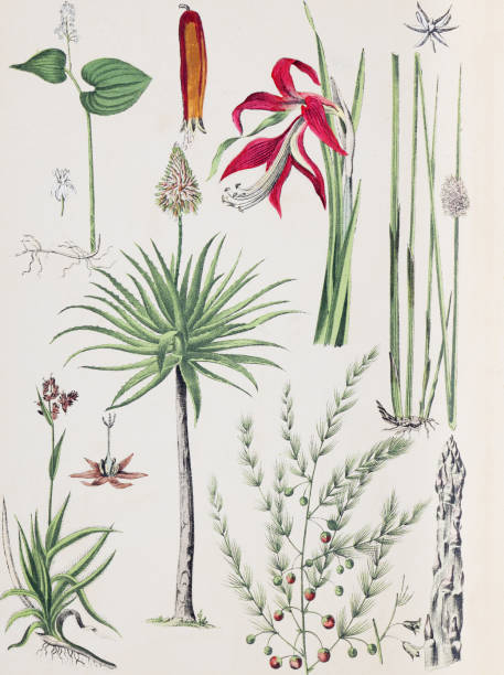 Plants and flowers pattern. Organic plant collection. retro style plants. hand drawn vintage botanical illustration. Botanical hand drawn illustrations. European plants. natural wallpaper. wild plants collection. aloe fruiticosa, amaryllis, asparagus. Vintage plant collection. retro style plants. hand drawn vintage botanical illustration. Botanical hand drawn illustrations. natural wallpaper.
phormium tenax, amaryllis formossisima, asparagus officinalis, convallaria majallis, anthericum ramosum, acorus calamus, calamus rotang, dracaena draco, aloe fruticosa, juncus conglomeratus, luzaula campestris.
Plant green jungle wallpaper. hand drawn wild plants. Vintage botanical illustration.
Retro Style, Old-fashioned, Archival, Illustration, Wallpaper - Decor. lily of the valley antique botanical engraving stock illustrations
