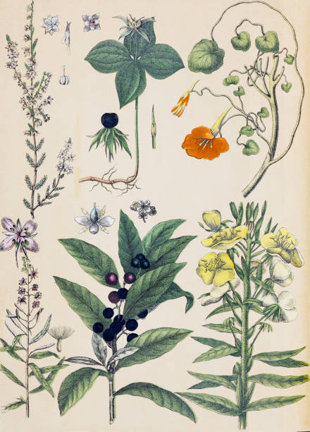 istock Plants and flowers pattern. Organic plant collection. retro style plants. hand drawn vintage botanical illustration.  Botanical hand drawn illustrations. European plants. natural wallpaper. wild plants collection. tropaelum majus, laurus, oenothera. 1475485251