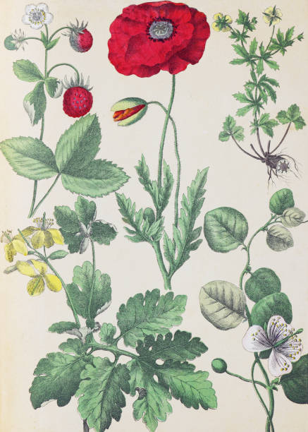 pflanzen und blumenmuster. bio-pflanzensammlung. pflanzen im retro-stil. handgezeichnete botanische vintage-illustration.  botanische handgezeichnete illustrationen. europäisch. natürliche tapete. sammlung von wildpflanzen. walderdbeere, schöllkraut, pa - poppy flower opium poppy formal garden stock-grafiken, -clipart, -cartoons und -symbole