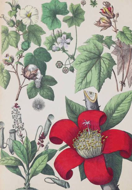 istock Plants and flowers pattern. Organic plant collection. retro style plants. hand drawn vintage botanical illustration.  Botanical hand drawn illustrations. European plants. natural wallpaper. wild plants collection. cotton plant, bombax, shaving brush tree. 1475485853