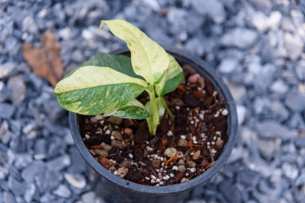 istock rhaphidophora puberula variegated in the pot 1475485925